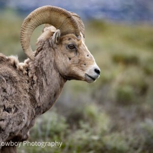 The Ram