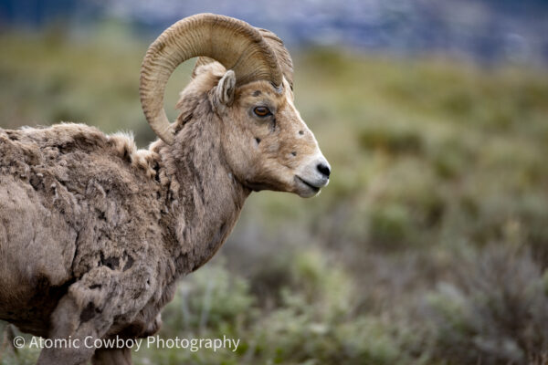 The Ram