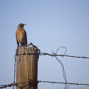 Red Canyon Robin