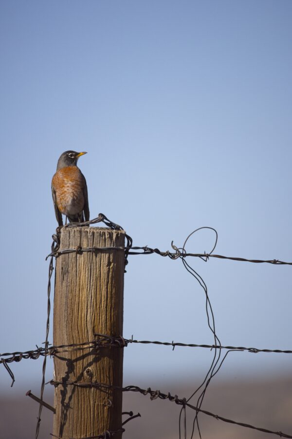 Red Canyon Robin